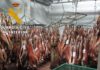 La Guardia Civil ha inmovilizado 270 ovinos y caprinos en un matadero de la provincia de Jaén