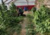 La Guardia Civil está investigando a una persona de Siles como presunta autora de tráfico de drogas