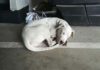 La Policía Local recupera un perro que días antes había sido sustraído en un pueblo de Jaén