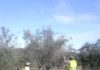 La campaña de la aceituna provoca la bajada del paro en la provincia de Jaén