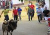 Toros ensogaos de Beas de Segura (vídeo)