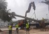 El Ayuntamiento trasplanta en el vivero las palmeras de la zona donde construye el bulevar