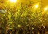 Intervenidas en Mancha Real 418 plantas de Marihuana en avanzado estado de crecimiento