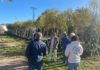 El Ayuntamiento plantará árboles de gran tamaño en la Rambla del Deporte procedentes del vivero municipal