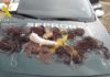 La Guardia Civil investiga al presunto autor de un Delito contra la Flora y Fauna