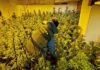 Plantación de marihuana en Alcalá la Real