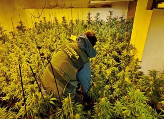 Plantación de marihuana en Alcalá la Real