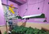 Dos detenidos por plantación de marihuana