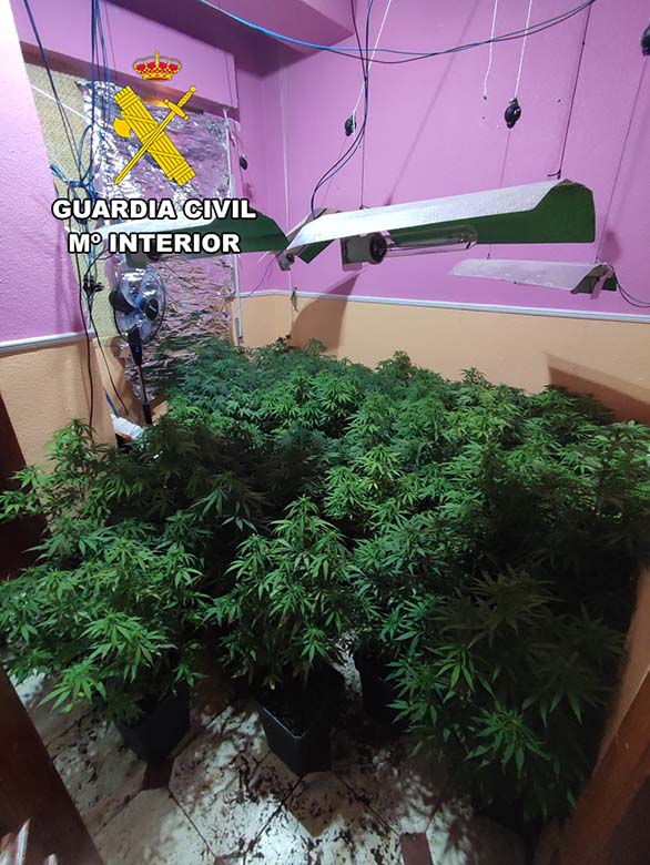 MARIHUANA TORREDELCAMPO