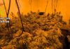 La Guardia Civil ha detenido a dos personas con una plantación de marihuana