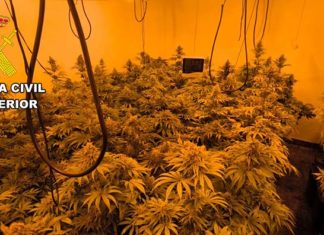 La Guardia Civil ha detenido a dos personas con una plantación de marihuana