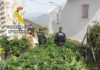 La Guardia Civil investiga a cuatro personas como presuntas por una plantación de cannabis