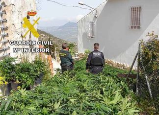 La Guardia Civil investiga a cuatro personas como presuntas por una plantación de cannabis