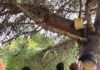 Colocación de casas nido de ardillas en el parque Seminario