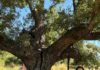 Miguel Hernández y su poema “Aceituneros” forman ya parte de la iniciativa Bosque Poético