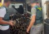 La Guardia Civil investiga a 18 personas miembros de una organización dedicada al robo de cableado telefónico