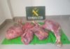 La Guardia Civil interviene carne de caza mayor no apta para el consumo