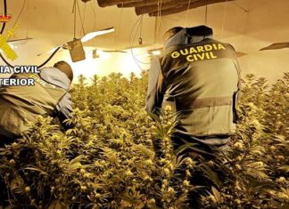 Detenidas cuatro personas como presuntos autores de tres plantaciones de marihuana