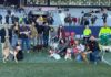 Campaña adopción perros con el Real Jaén