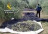 La Guardia Civil ha intervenido más de 190.000 kilogramos de aceituna sustraída en las provincias de Jaén y Granada