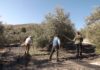 La producción de aceite en Sierra Mágina se recupera tras dos años de pésimas cosechas