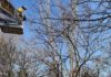 Bomberos retiran árbol caído que afectaba a un cable eléctrico de 20.000 voltios en el Puente Jontoya