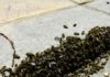 Efectivos de bomberos controlan un anidamiento temporal de abejas en la calle Perpetuo Socorro