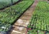 El Centro Especial de Empleo embellece la calle San Clemente y prepara la campaña de plantación de primavera-verano