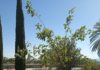 El Ayuntamiento aumenta las zonas de sombras en la piscina municipal de Las Fuentezuelas
