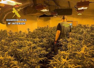 La Guardia Civil desmantela una plantación con más de 400 plantas de marihuana en Alcalá la Real
