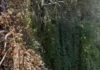 Bomberos procede a la retirada de árbol del gran porte caído en zona de baño Los Cañones