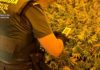La Guardia Civil desmantela una plantación de marihuana en Los Villares
