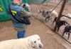 La Guardia Civil investiga a la responsable de una protectora y a dos veterinarios por supuesto traslado ilícito de perros a Francia