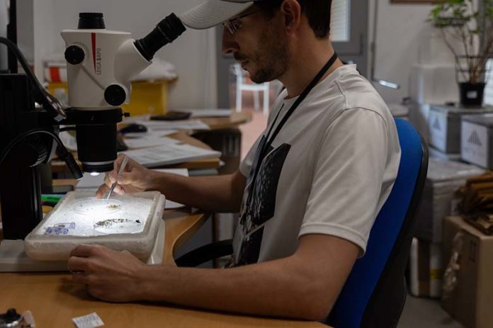 Recuento mosquitos VNO en CSIC-EBD