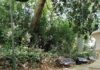 Limpieza en los históricos Jardines de Jerez en Jabalcuz