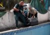 La Guardia Civil rescata dos ejemplares de Garduña atrapadas en el interior de una piscina vacía