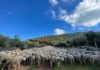 Diputación concede 183 ayudas por valor de 515.000 euros a agricultores y ganaderos de la provincia