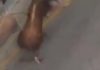 Muere un hombre corneado por un toro en las fiestas de Ubrique (Cádiz)