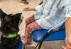 El Hospital Universitario de Jaén pone en marcha la terapia canina para pacientes pediátricos