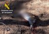 La Guardia Civil investiga a un cazador por abatir un macho de cabra montés en Valdepeñas de Jaén