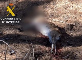La Guardia Civil investiga a un cazador por abatir un macho de cabra montés en Valdepeñas de Jaén