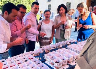 Las cerezas de Torres y de Castillo de Locubín se degustan en la lonja del Palacio Provincial