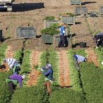 La Junta solicita al Gobierno una reducción de un 35% en los módulos de IRPF para todas las producciones agrícolas