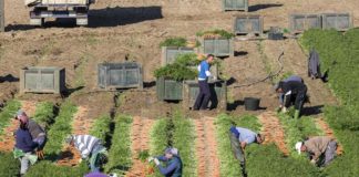 La Junta solicita al Gobierno una reducción de un 35% en los módulos de IRPF para todas las producciones agrícolas