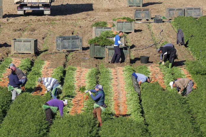 Trabajo en el campo