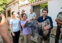 Andalucía libera en 20 años 108 ejemplares de quebrantahuesos y consolida su papel referente en la recuperación de la especie