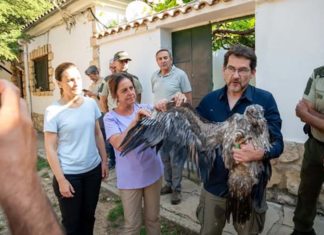 Andalucía libera en 20 años 108 ejemplares de quebrantahuesos y consolida su papel referente en la recuperación de la especie