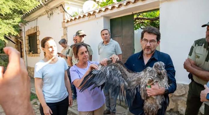 Andalucía libera en 20 años 108 ejemplares de quebrantahuesos y consolida su papel referente en la recuperación de la especie