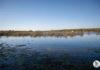 La Laguna Grande de Baeza entra en la Lista Roja de Hispania Nostra: un humedal protegido que reclama la recuperación de su funcionamiento natural
