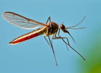 Sanidad declara área en alerta por virus del Nilo occidental el municipio jienense de Torredonjimeno